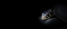 Banner On Black With Photo Of Lurking Snake