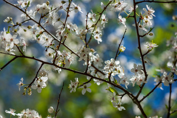 white spring flowers on natural green meadow background