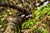 Fototapeta Storczyk - white spring flowers on natural green meadow background