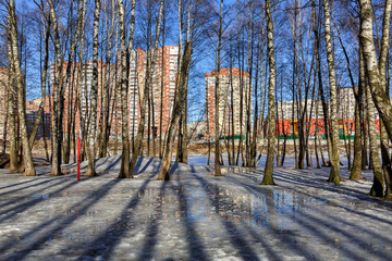 Wall Mural - Birch grove in front of the new residential neighborhood on a sunny spring day. Balashikha, Moscow region, Russia.