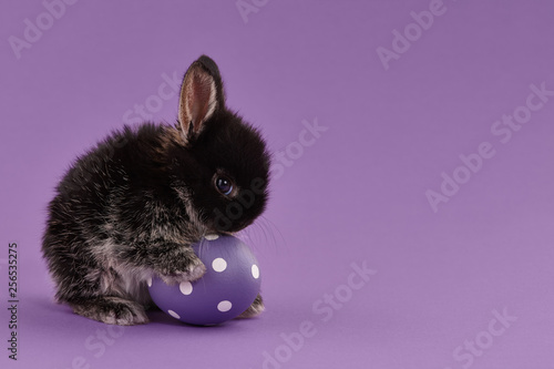 Zdjęcie: Easter bunny rabbit with egg on purple background Easter bunny rabbit with egg on purple background