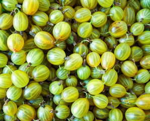 Wall Mural - Group of ripe green gooseberry berry. Background of green gooseberry