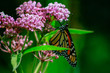 Closeup of an orange and black monarch butterfly on a pink milkw