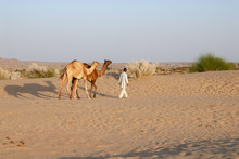 Camels In Thar Desert Near Jaisalmer