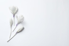 Flat Lay Composition With Spring Crocus Flowers On Light Background, Space For Text