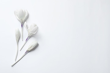 Flat lay composition with spring crocus flowers on light background, space for text