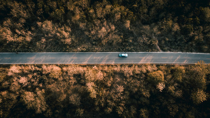 Wall Mural - road in the forest on the mountain