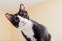 A Portrait Of A Curious And Playful Black And White Tuxedo Kitten Or Young Cat