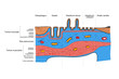 Schema der verschiedenen Abschnitte im Rumpfdarmin Bezug auf den histologischen Aufbau und Schichtung