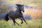 Fototapeta Konie - Horse in motion in autumn landscape