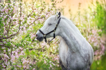 Wall Mural - white horse portrait in spring pink blossom tree