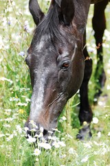 Horse eats grass