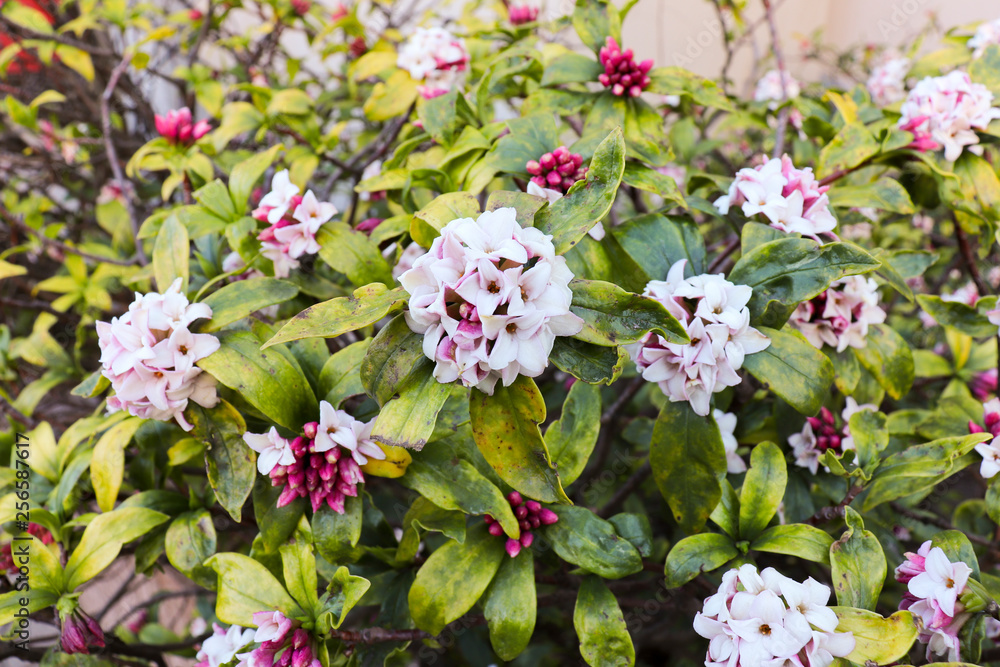 沈丁花の花Stock Photo | Adobe Stock
