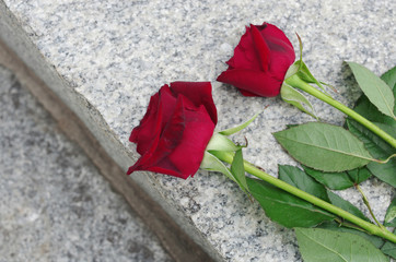 Wall Mural - Red roses on a gravestone.