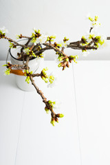 Wall Mural - cherry flower blossom branch in old enamel milk canister at white wooden table, bright wall, home decoration springtime