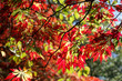 Red Leaves on a Branch