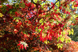 Branch with Red Leaves