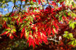 Many Red Leaves