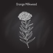 Orange milkweed Asclepias tuberosa , medicinal plant