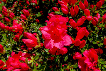 Closeup to blossom flowers with colorful of colour 