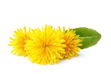 Wall Mural - Dandelion officinale floweron.