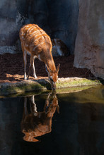 VALENCIA, SPAIN - FEBRUARY 26 : Sitatunga Antelope At The Bioparc In Valencia Spain On February 26, 2019