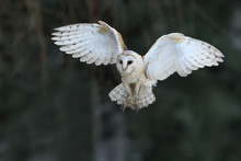 Barn Owl Flying