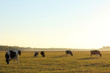 herd of cows grazing in a field at sunset. cloven-hoofed animals Dairy