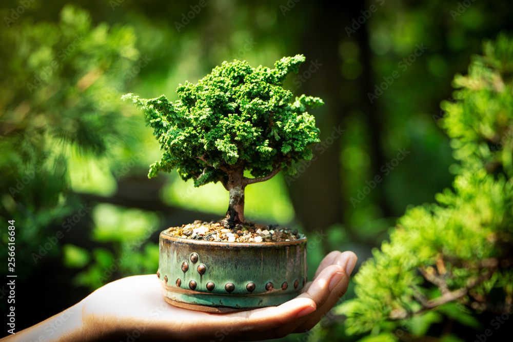 Sekka Hinoki bonsai in Hand Stock Photo | Adobe Stock