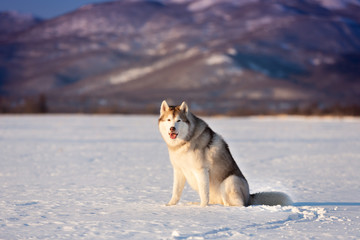 Cute and free siberian husky dog sitting in the snow field in winter at sunset