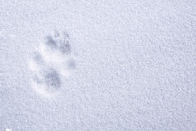 Paw Printed On Snow Surface