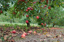 Apple Orchard With Ripe Red Apples Hanging On Trees