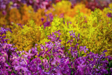 Canvas Print - Colorful orchids for the background.