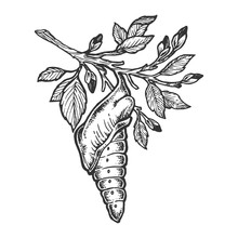 Butterfly Cocoon Pupa Sketch Engraving Vector Illustration. Scratch Board Style Imitation. Hand Drawn Image.