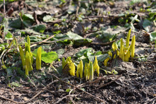 Narcissus Sprouts Break Through The Spring Through The Soil After Winter In The Garden. Close Up