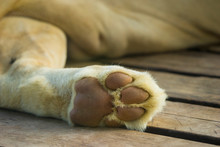 Lion's Paws While Sleeping On Wooden Floor