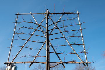 Shaping tree branches