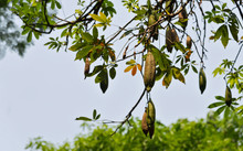 White Silk Cotton Tree, Ceiba, Kapok, Java Cotton (scientific Name: Ceiba Pentandra) Green Raw And Brown Ripe Fruits Hanging On A Tree In Nature.