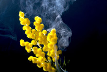 Yellow Mimosa In Smoke. On A Black Background Abstract Painting.