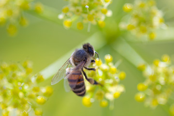 Wasp sitting on a flower