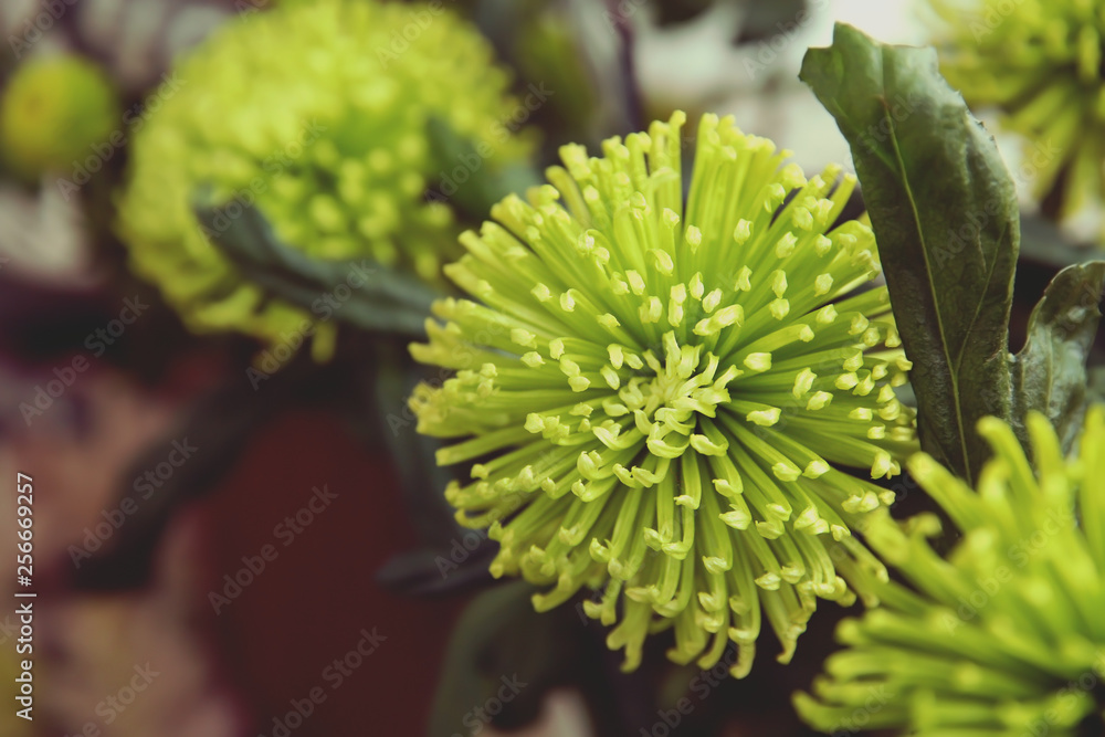 Beautiful fresh chrysanthemum flowers, closeup