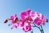 Fototapeta Kwiaty - Primavera, orchidea fucsia con sfondo del cielo blu.