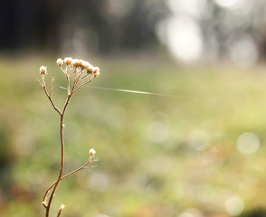 Wall Mural - Dry flower of milfoil, thread of cobweb and sun in autumn