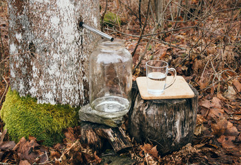 gathering maple tree juice sap in spring outdoors. maple trees are tapped by drilling holes into the