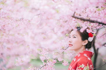 Wall Mural - Asian woman wearing kimono with cherry blossoms,sakura in Japan.