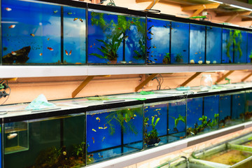 Fish tanks in pet store