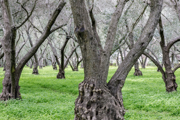 Wall Mural - Olive Tree Grove. Carmelite Monastery of San Francisco, Santa Clara, California, USA.