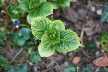 Hydrangea new leaves close up