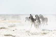 Zebra's In Dust