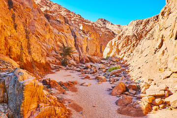 Canvas Print - Walk along red canyon, Sinai, Egypt